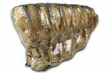 Fossil Southern Mammoth Upper M Molar - Hungary #370393-4